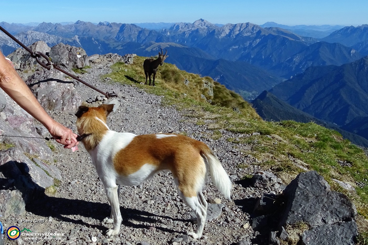 58 Uno stambecco femmina incuriosito dalla cagnolina Gaia si avvicina.JPG